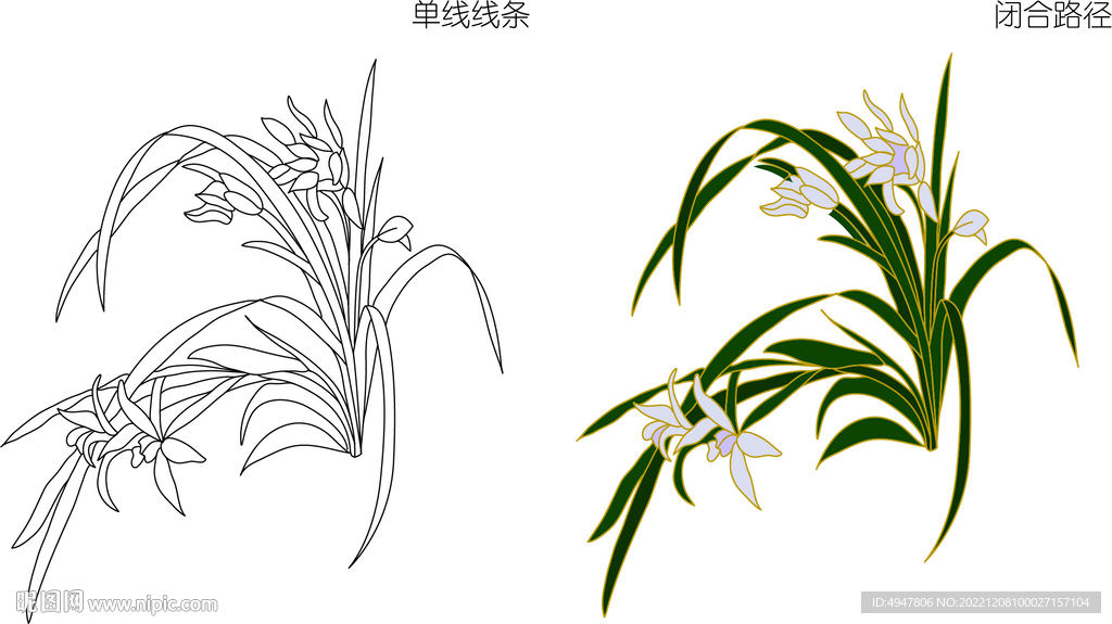 兰花 矢量图