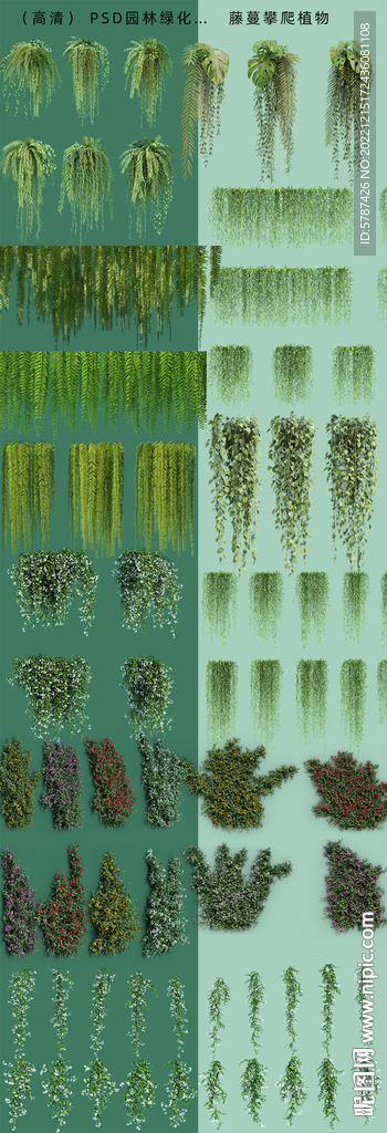 藤蔓攀爬植物