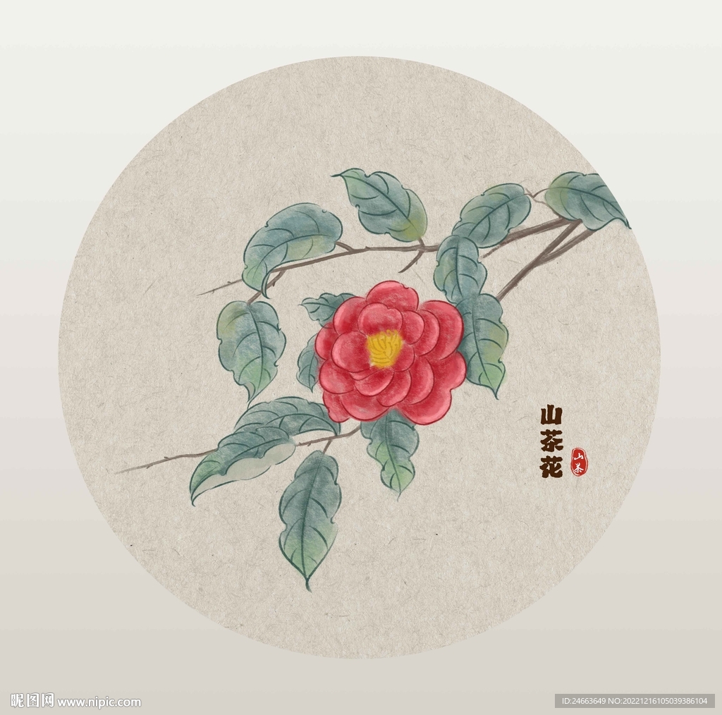 山茶花  插画