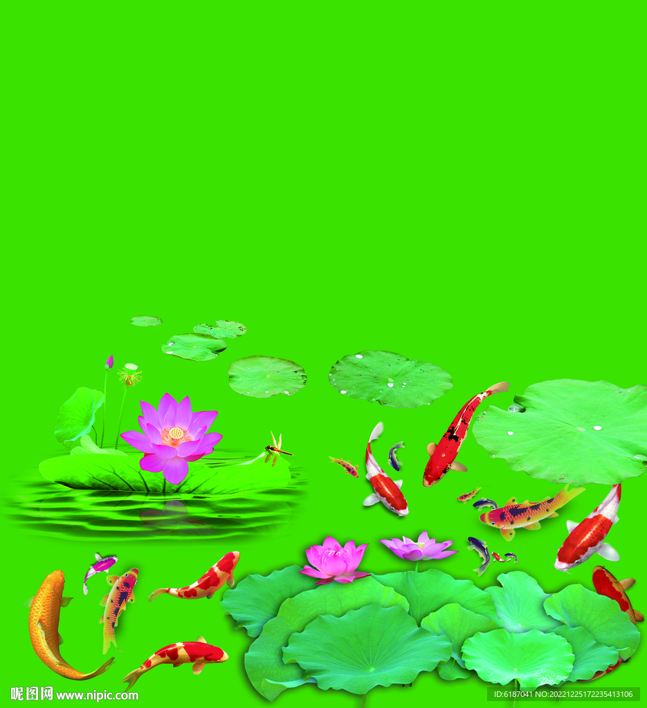 荷花 鱼