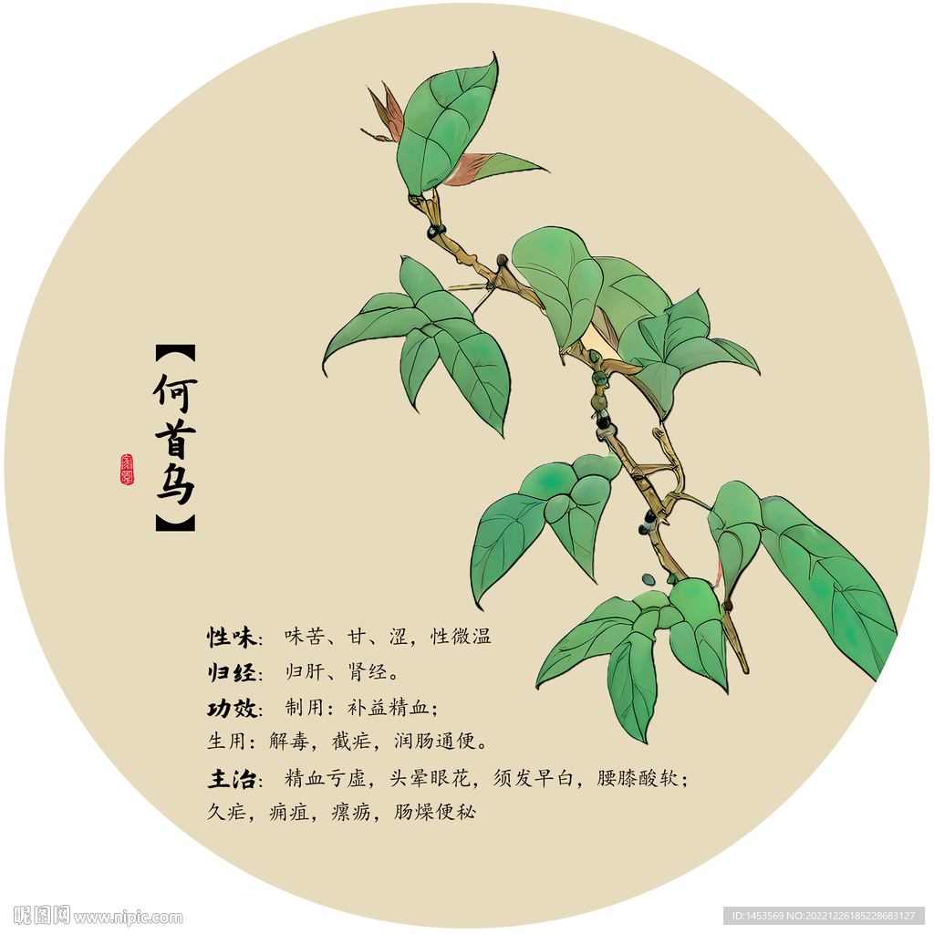 何首乌