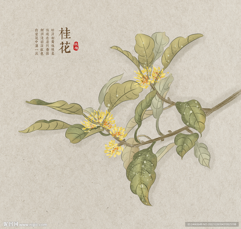 桂花插画
