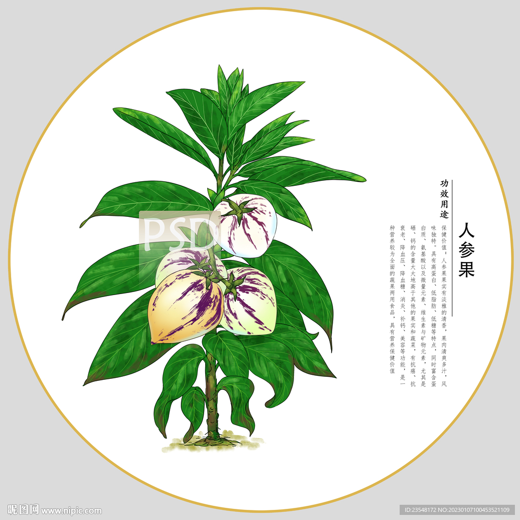 人参果包装插画