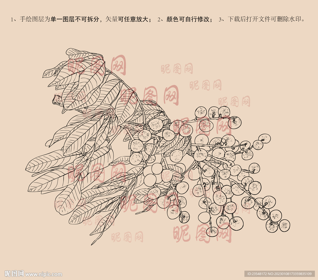 龙眼线描