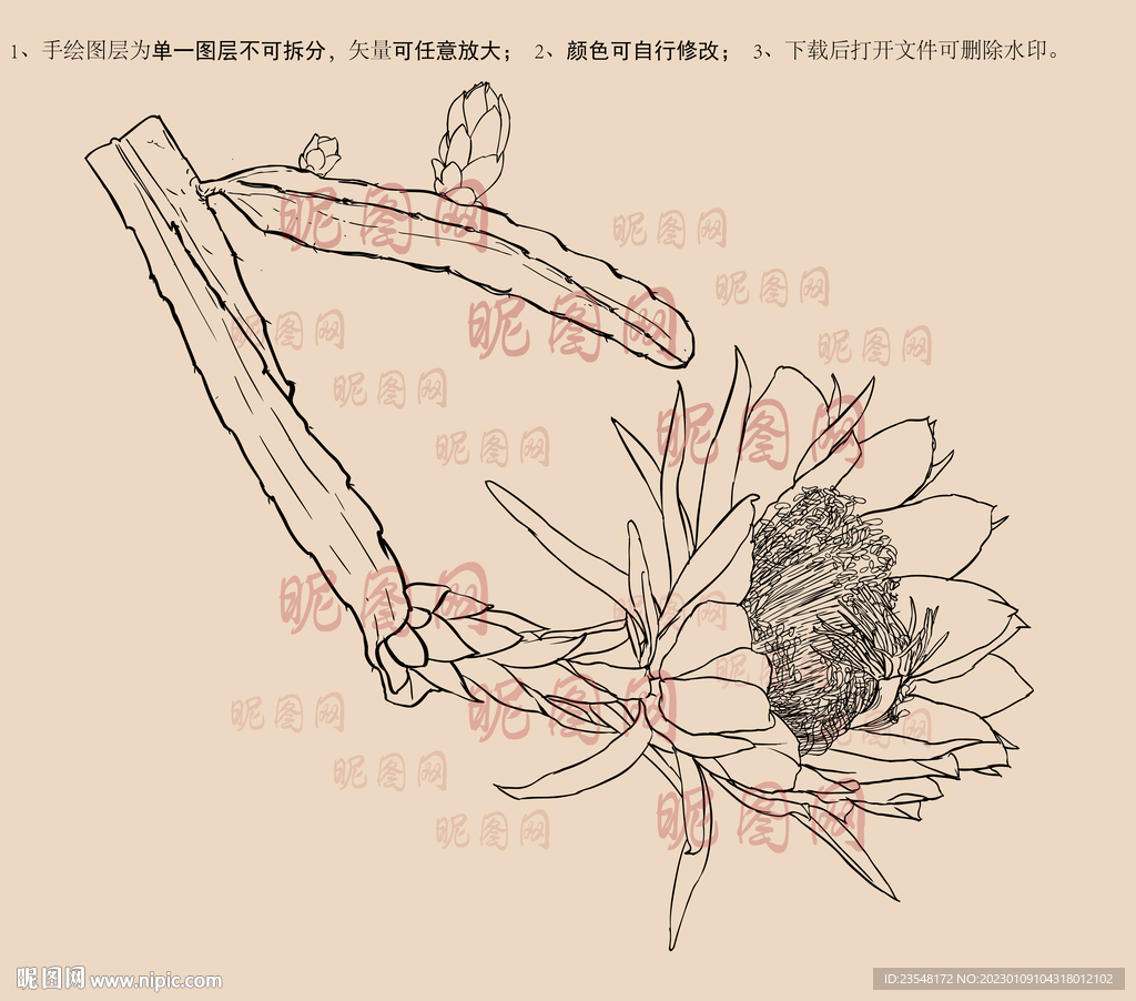 霸王花线描