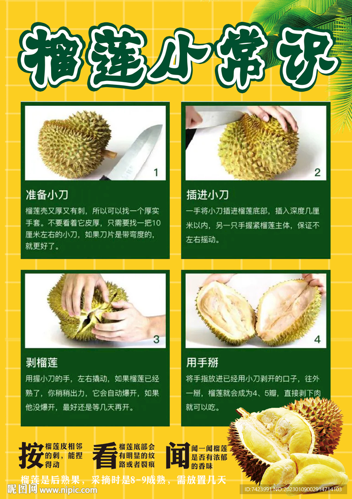 榴莲小常识