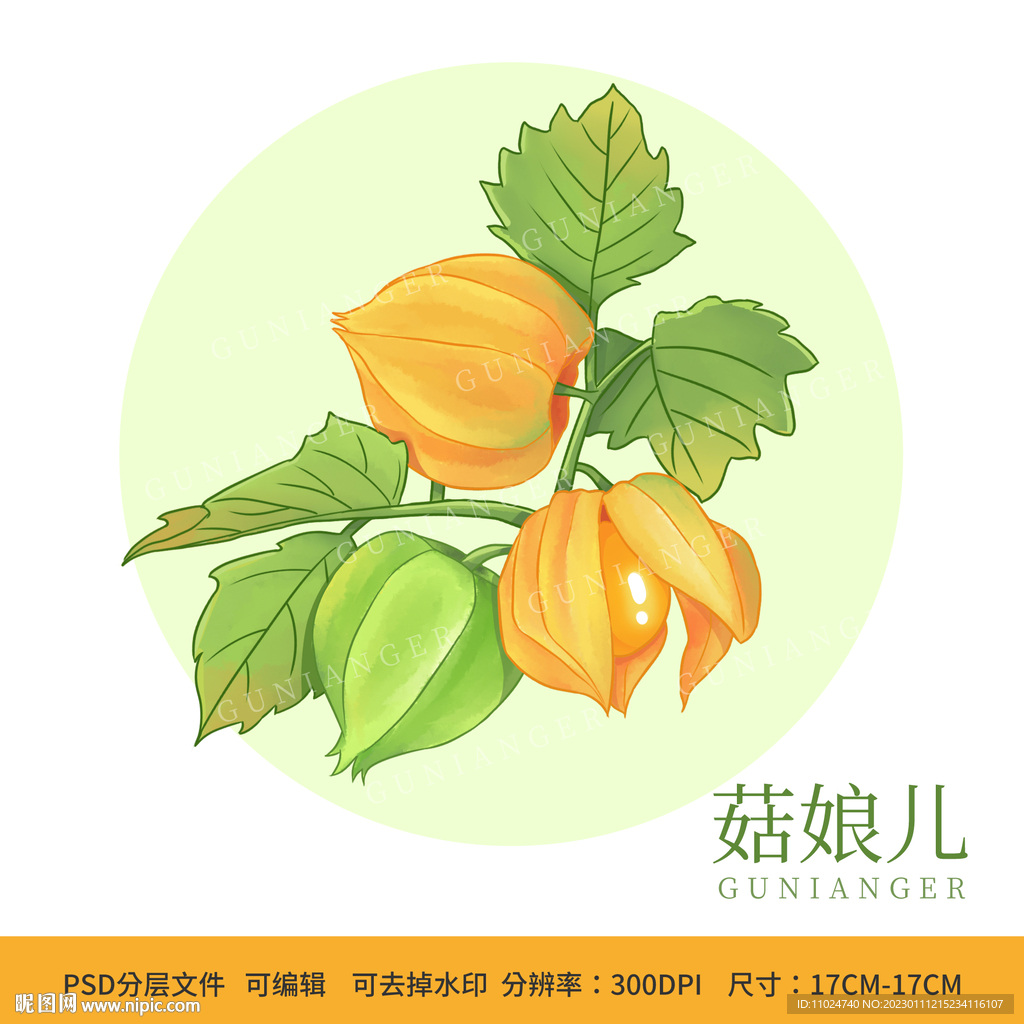 手绘菇娘儿包装插画