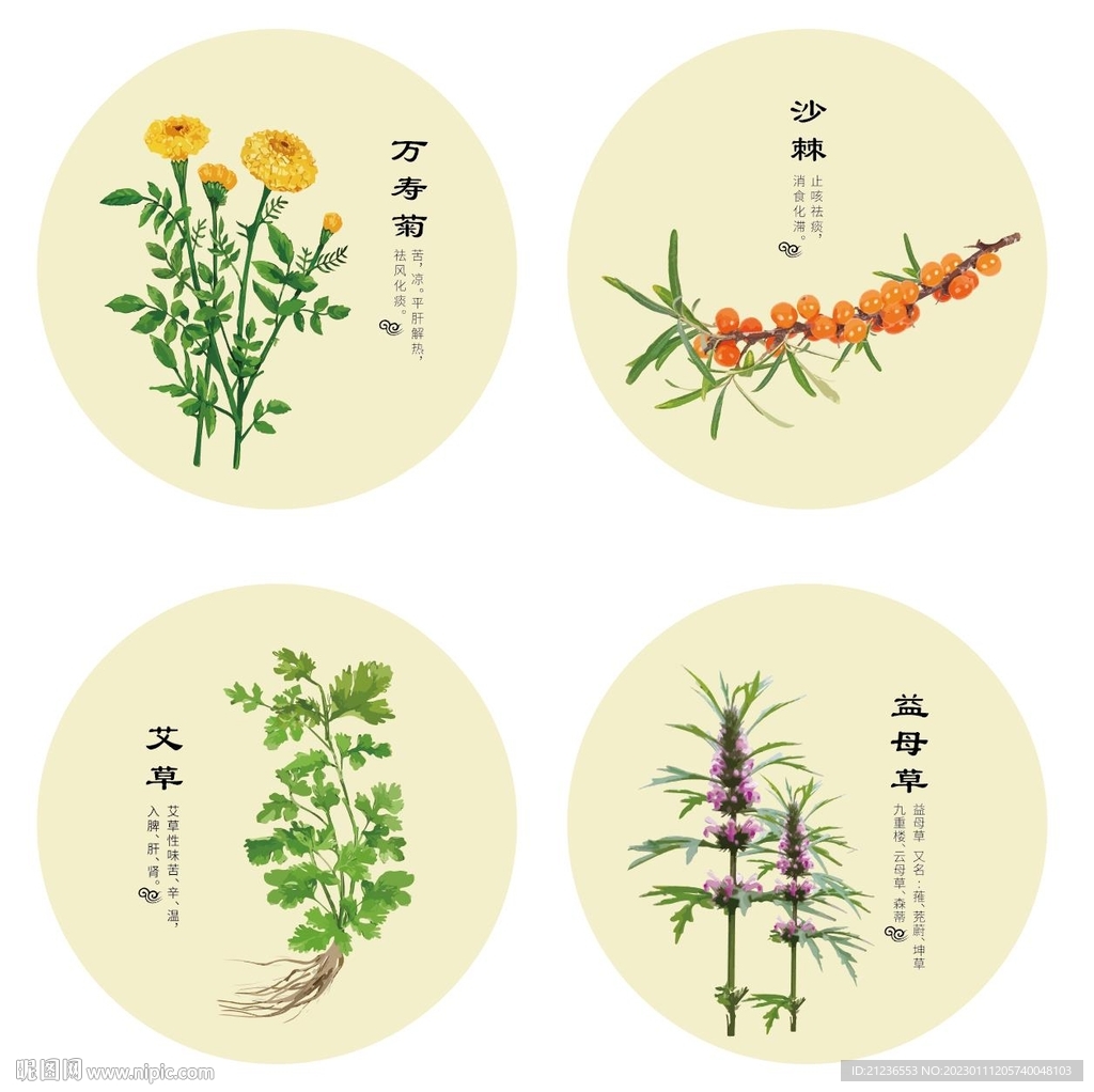 万寿菊沙棘艾草益母草草本矢量图