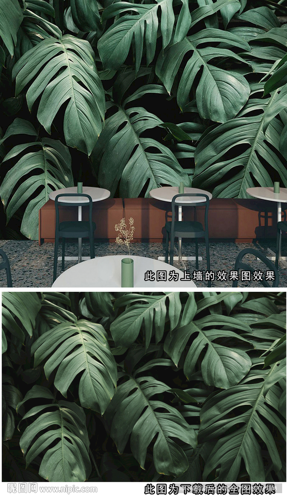 龟背竹背景图片