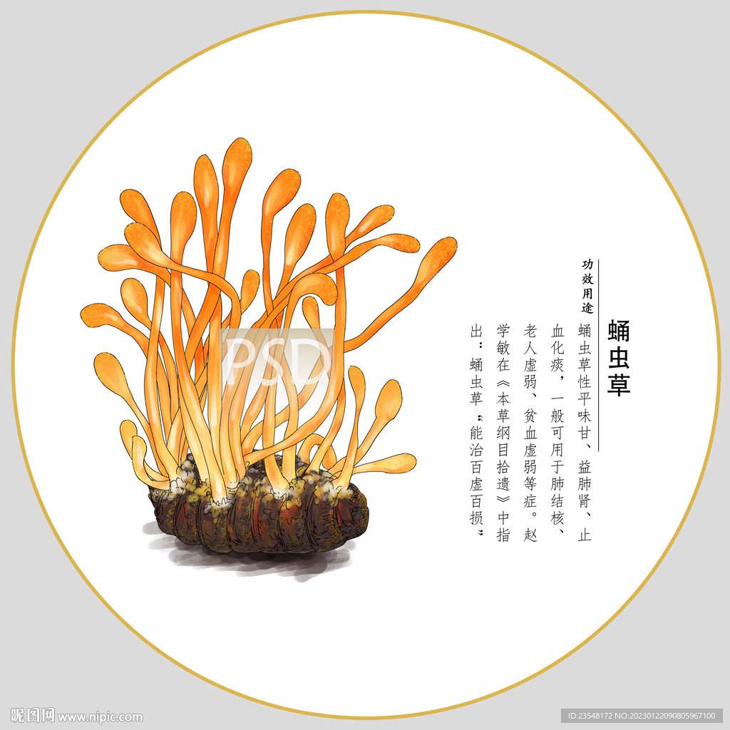 蛹虫草包装插画