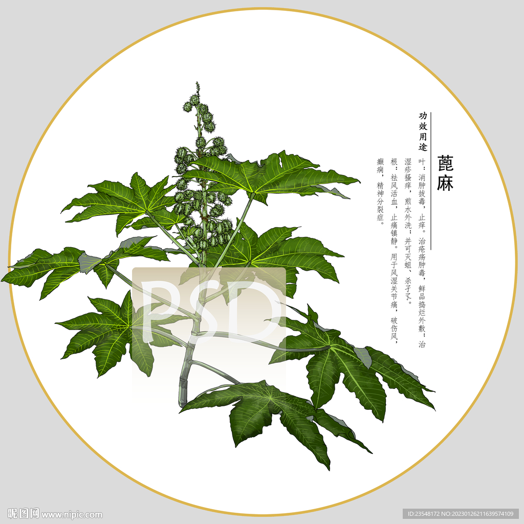 蓖麻包装插画