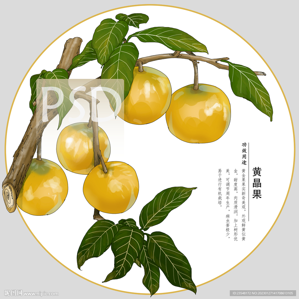 黄晶果包装插画