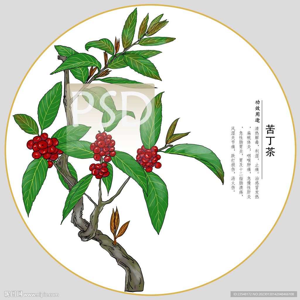 苦丁茶包装插画