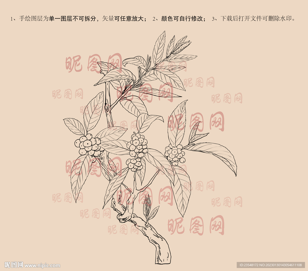 苦丁茶