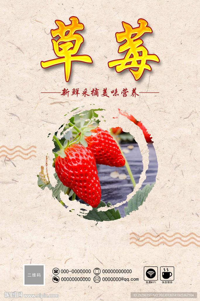 草莓采摘 