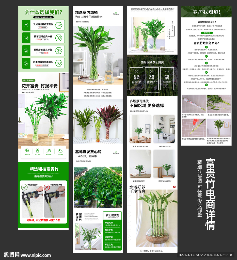 富贵竹详情页