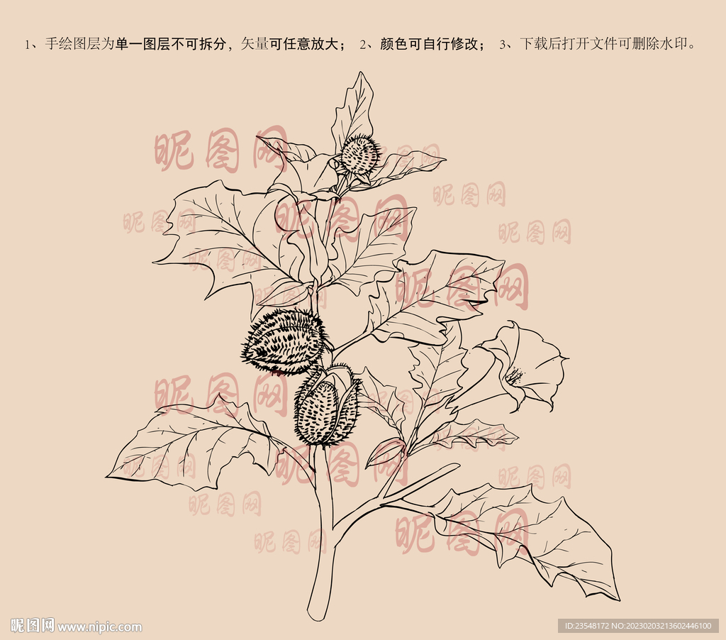 曼陀罗