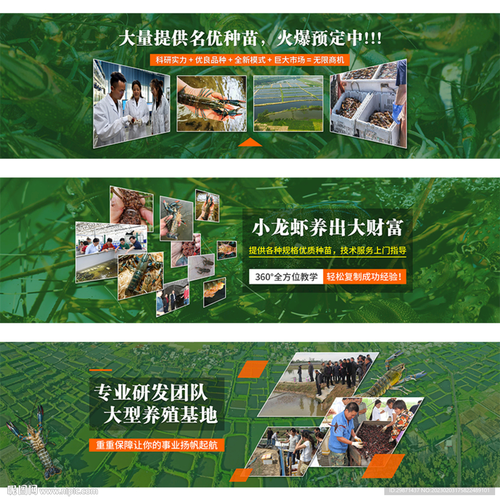 澳洲龙虾banner