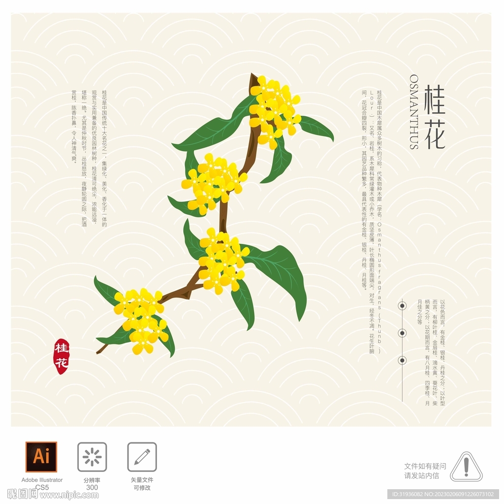 桂花