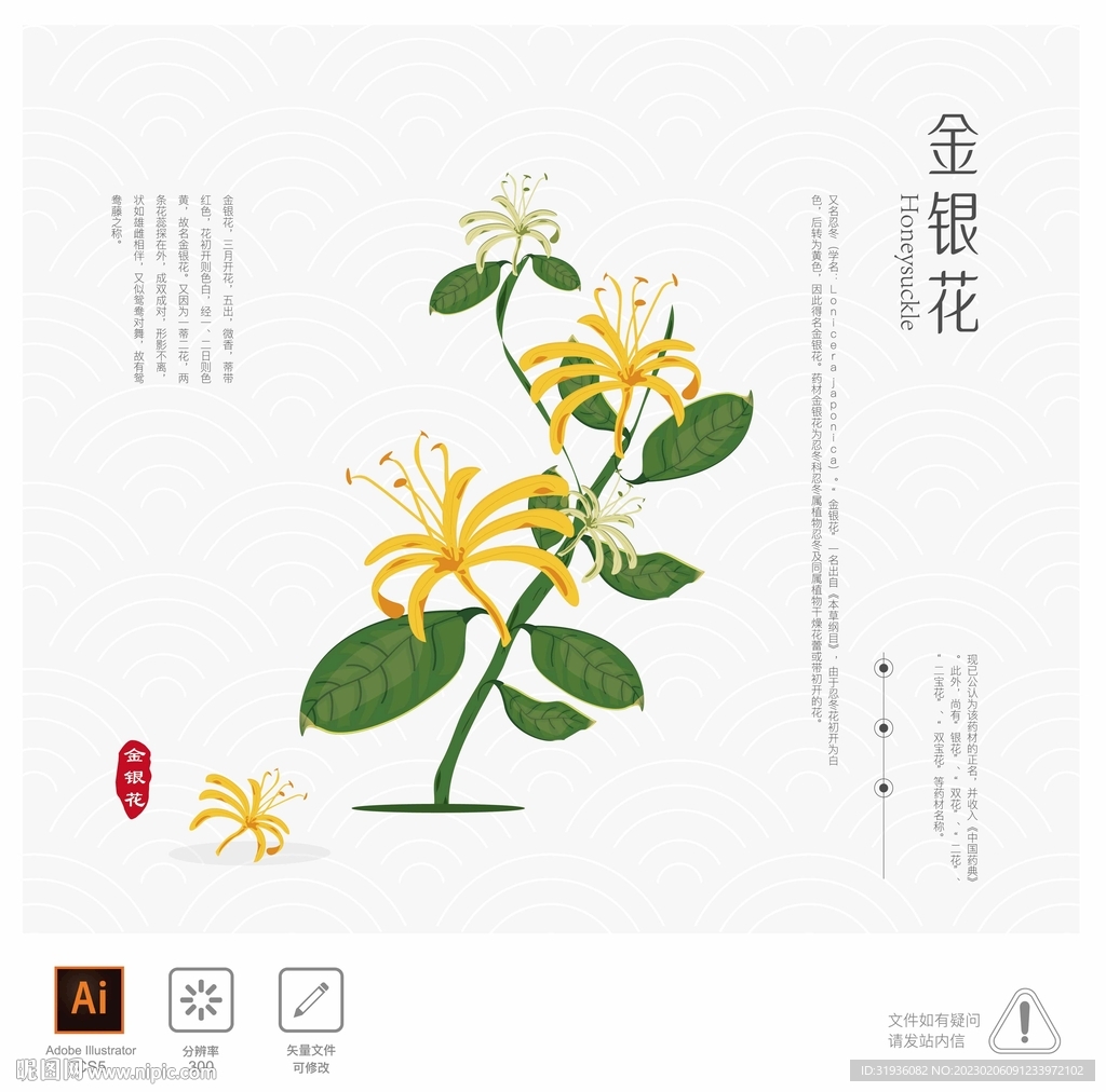 金银花