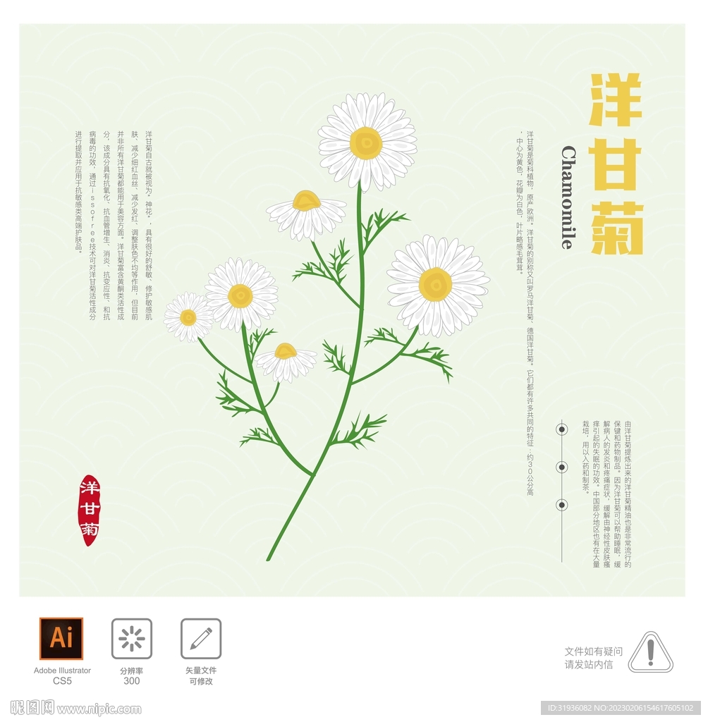 洋甘菊