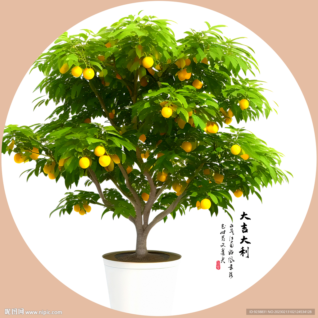盆栽富贵桔