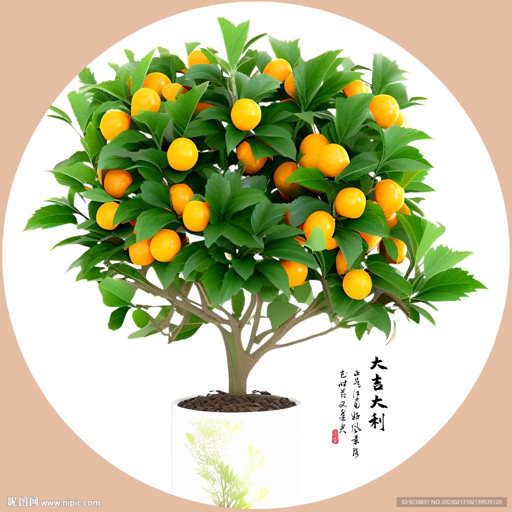 桔子树