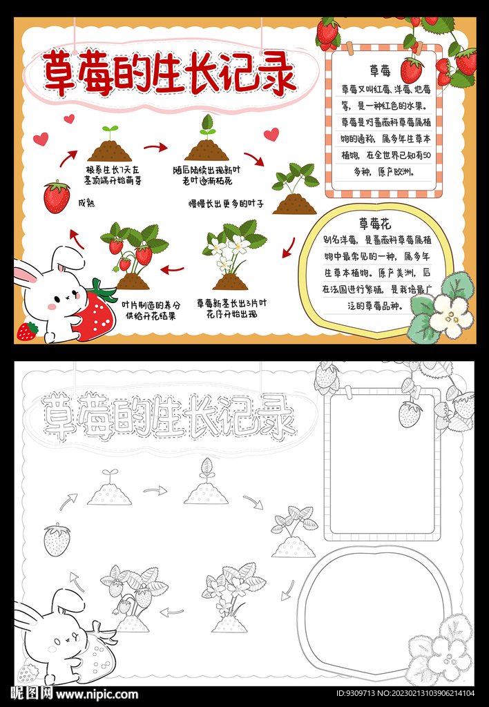 草莓生长记录手抄报