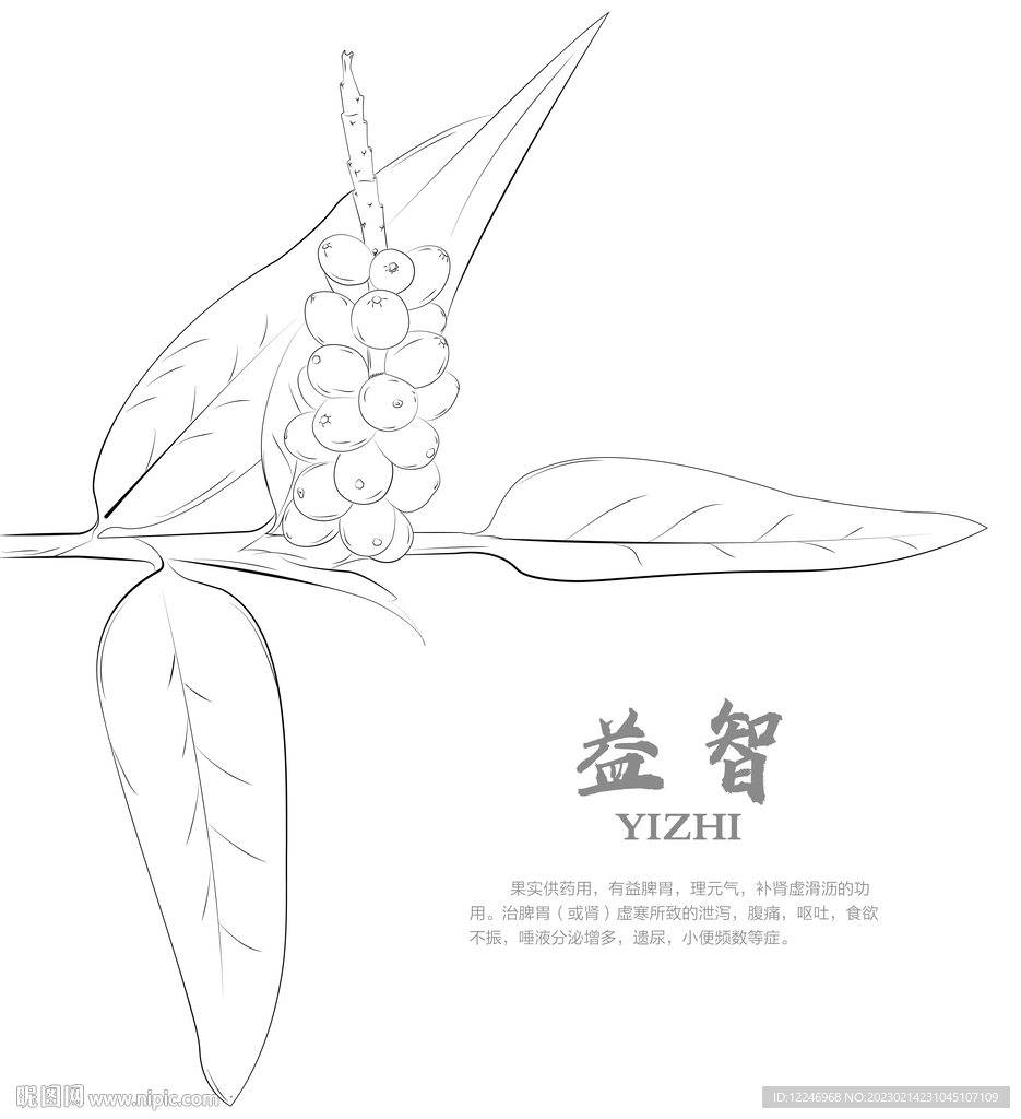 手绘益智仁