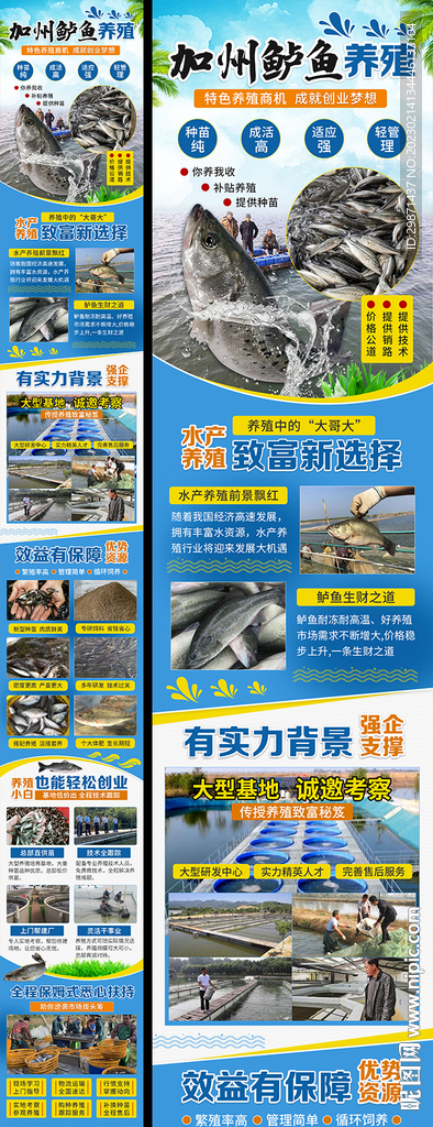鲈鱼养殖