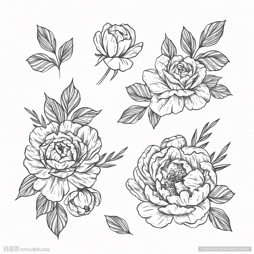 黑白花卉线描