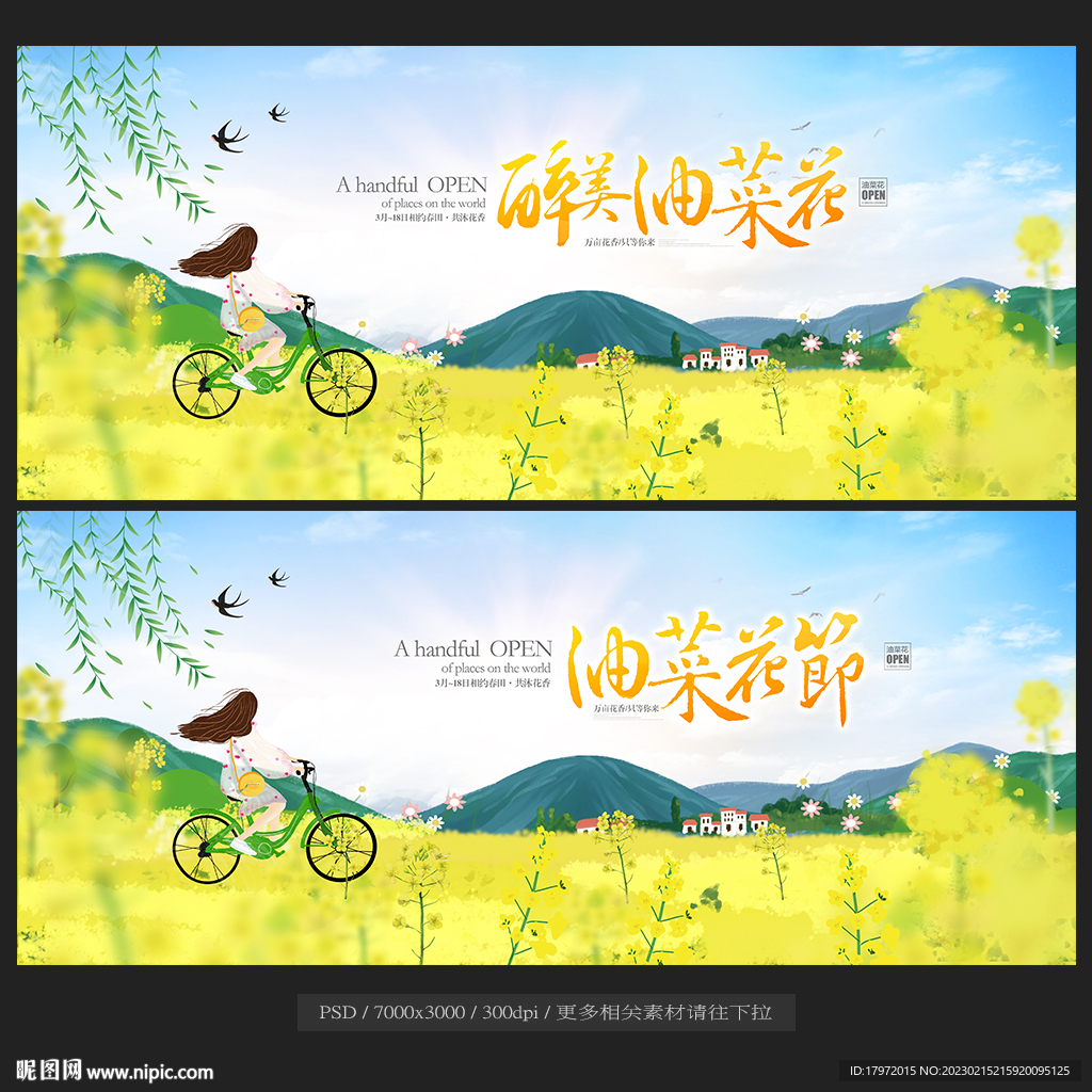 油菜花