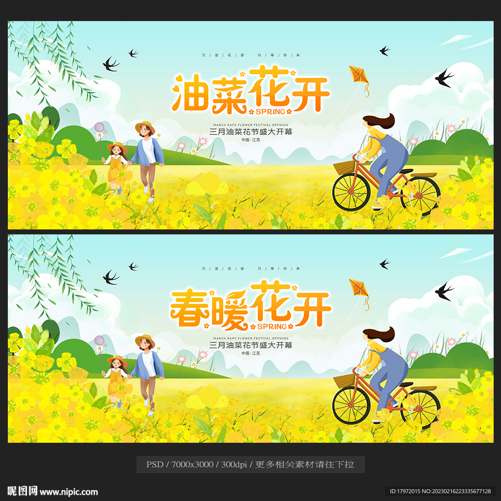 油菜花