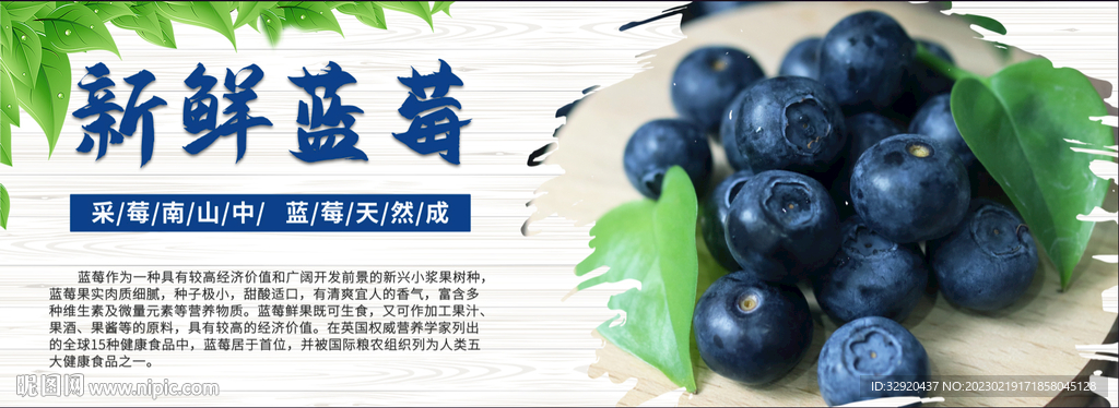 新鲜蓝莓展板图片