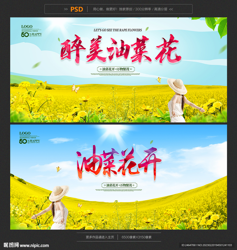 油菜花