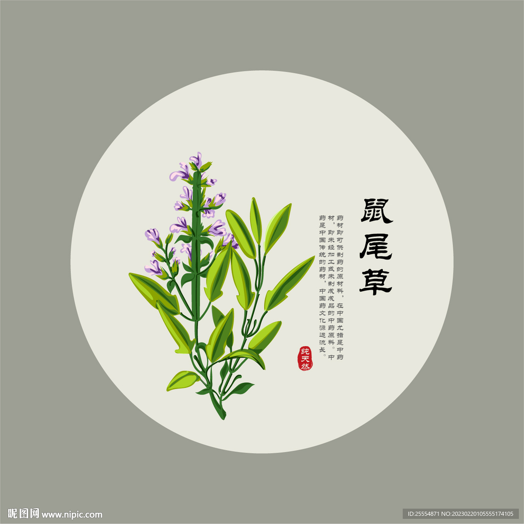 鼠尾草