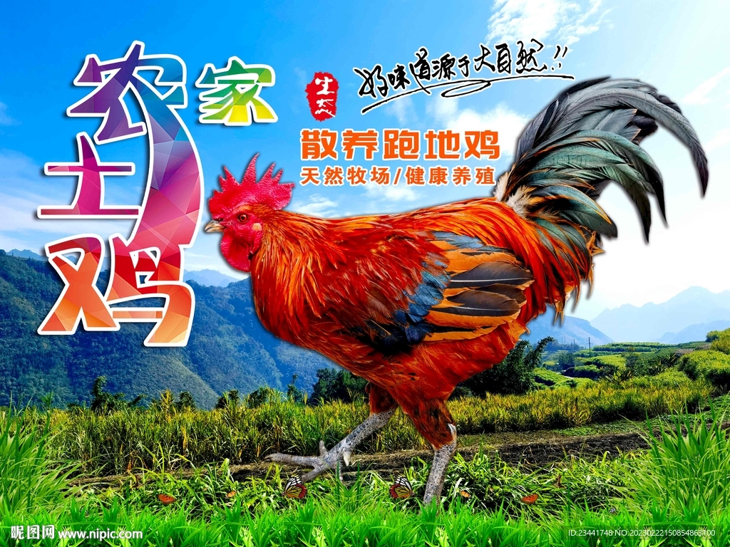 农家土鸡