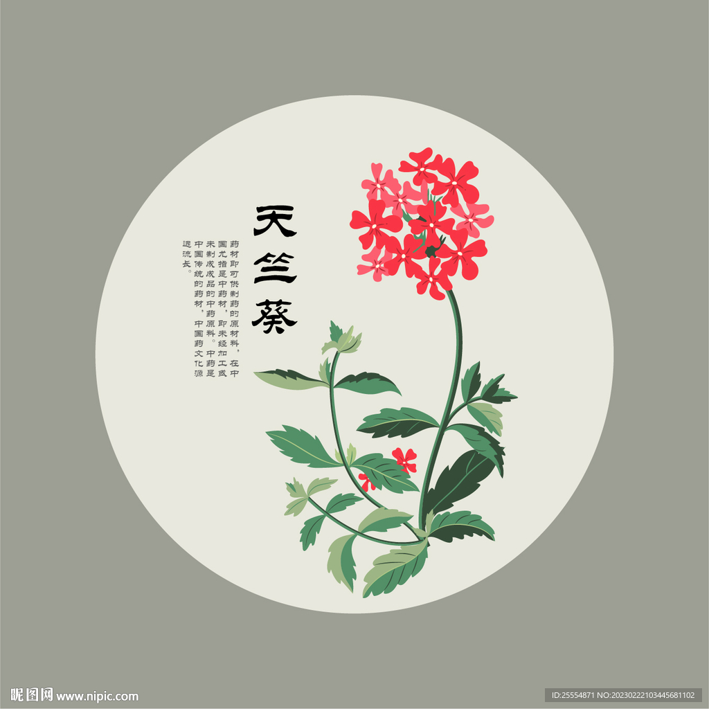 天竺葵 