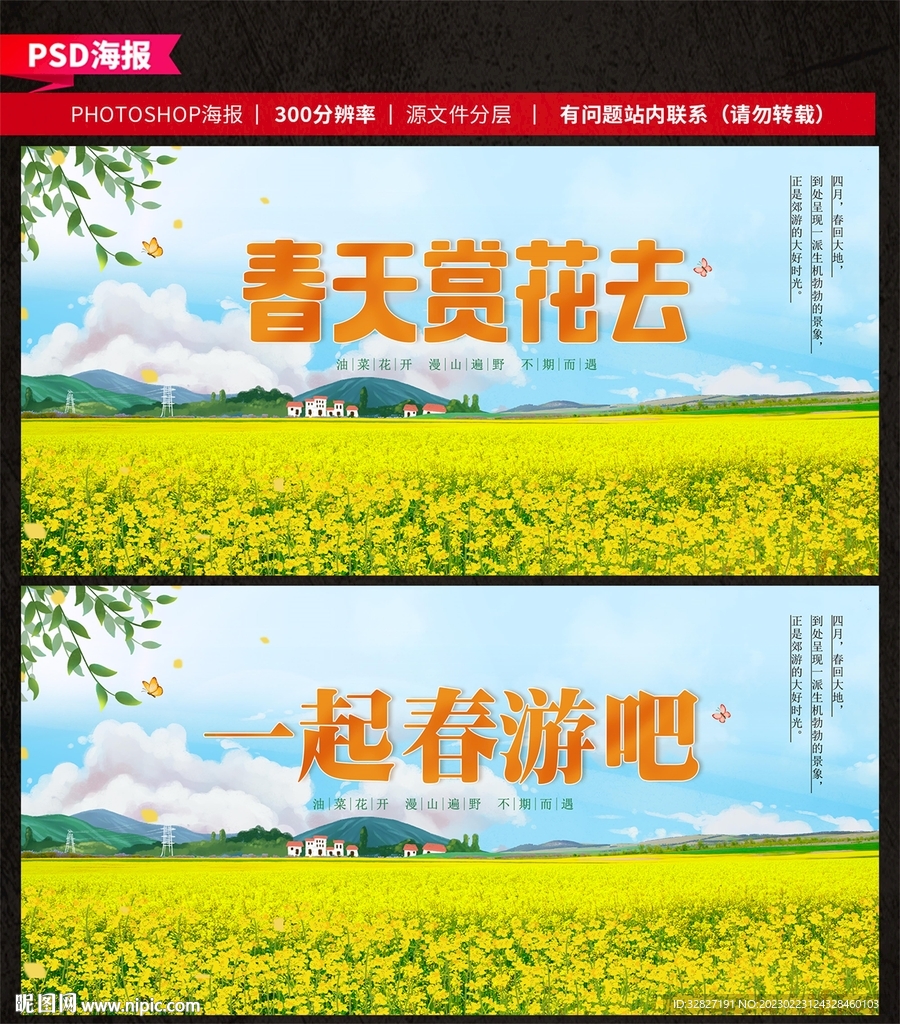 油菜花