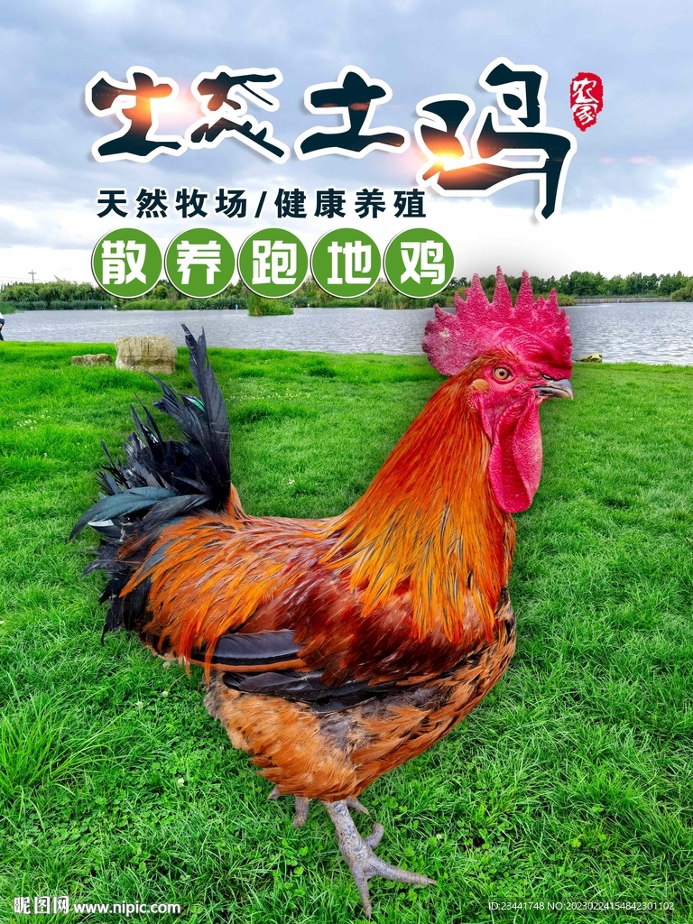 生态土鸡