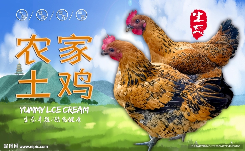 土鸡