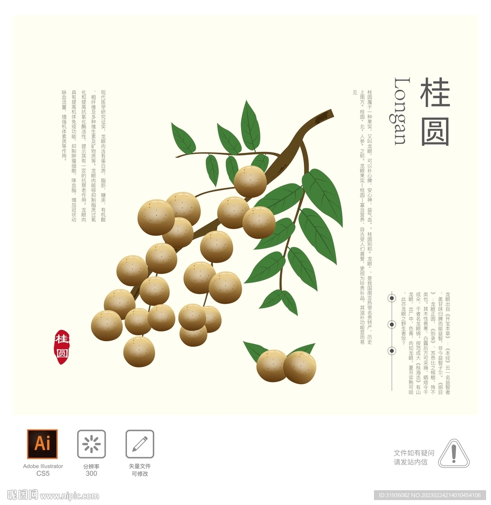 桂圆 插画