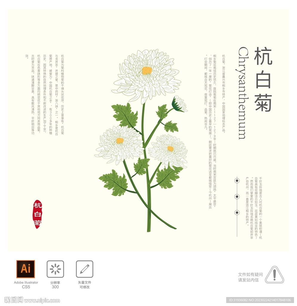 杭白菊 插画