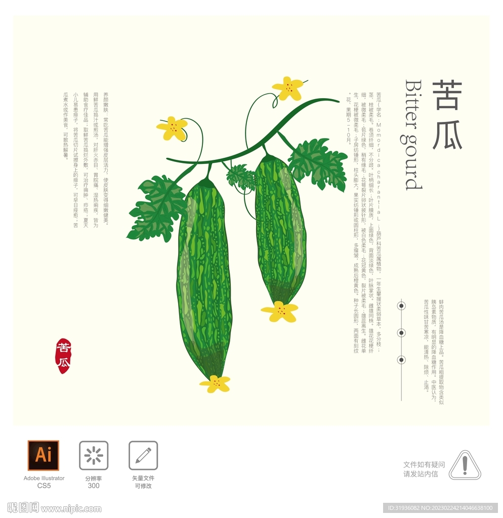 苦瓜 插画