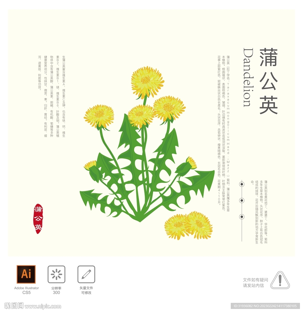 蒲公英 插画