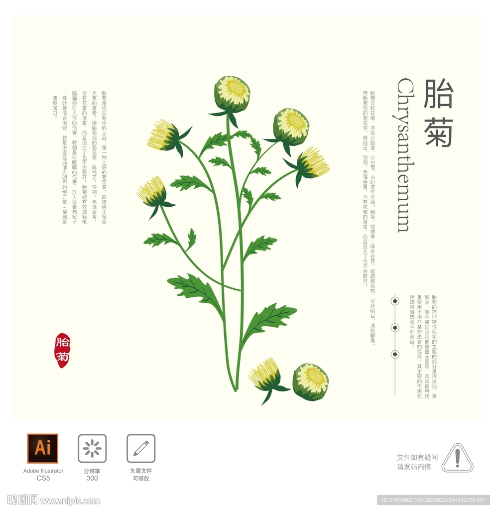 胎菊 插画