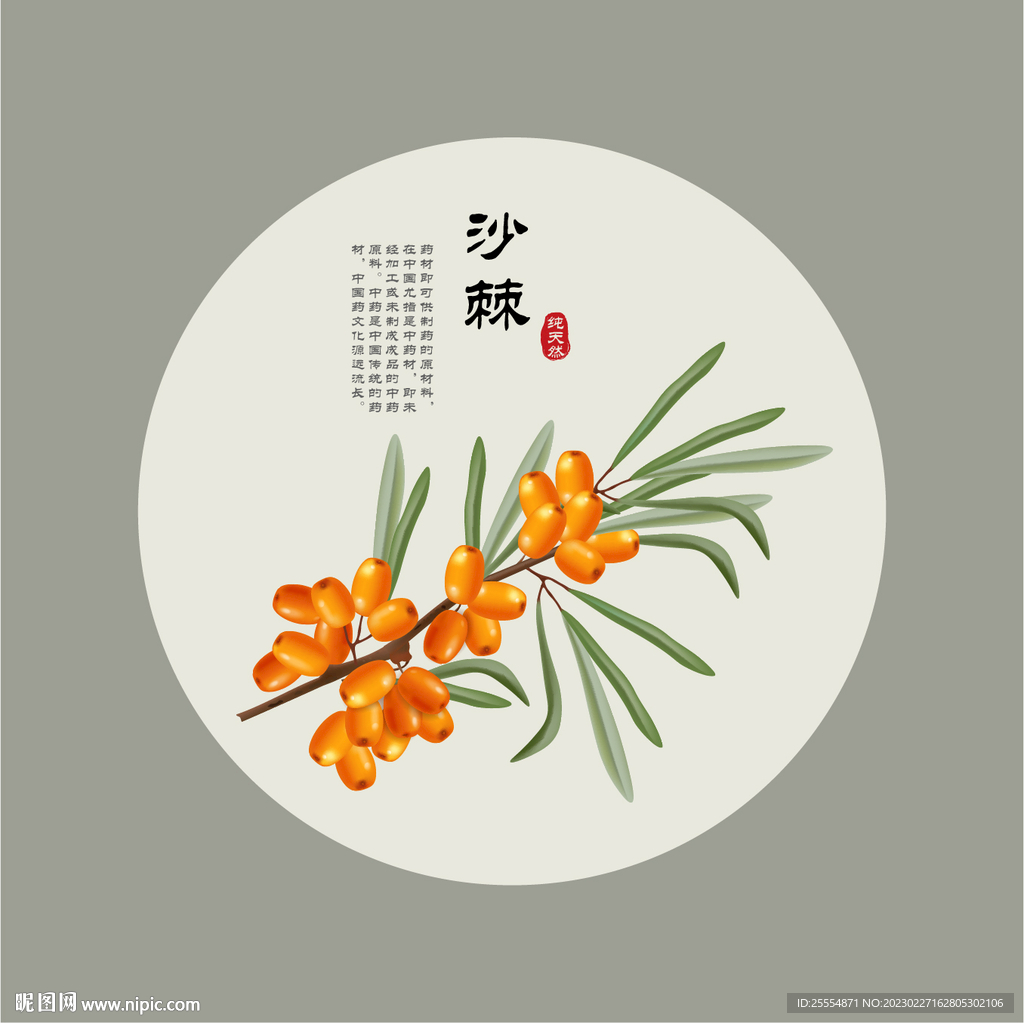 沙棘