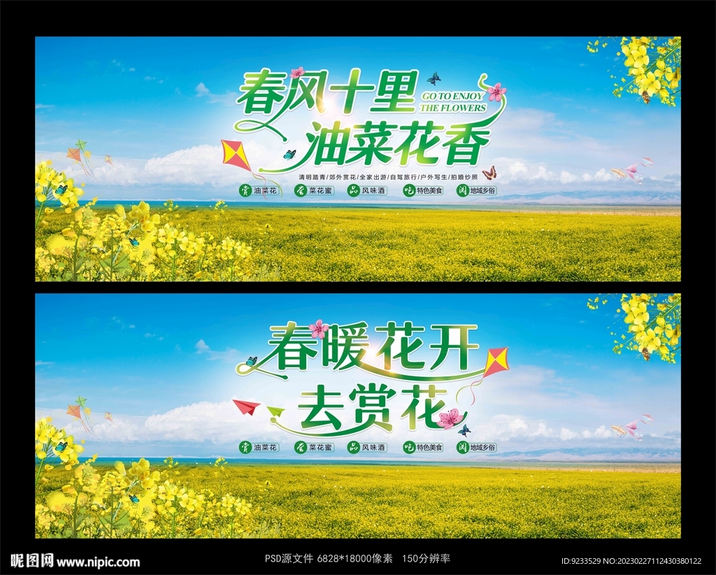 油菜花