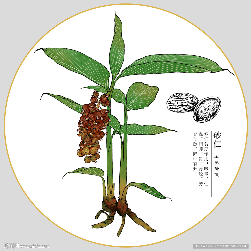 砂仁包装插画