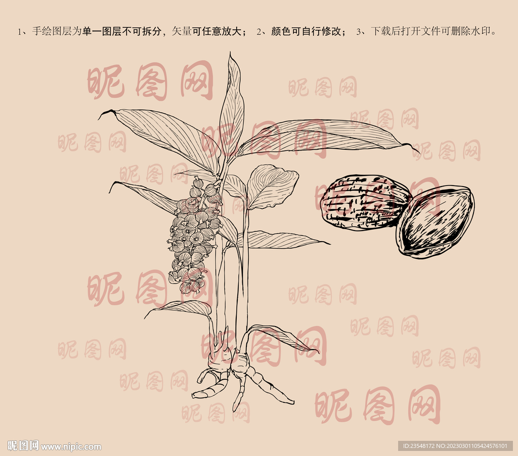 砂仁